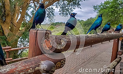 A flock of bright blue Cape Starling birds Stock Photo