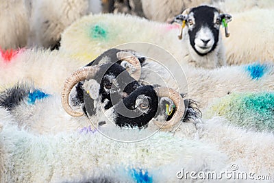 Swaledale ewes with bright marks on fleeces Stock Photo