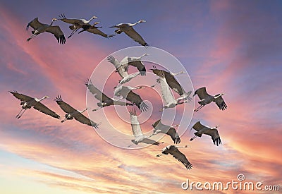 A flock of Brolga in flight. Stock Photo