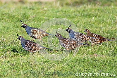 Flock of California Quail Callipepla californica running on the grasslands of Point Reyes National Seashore, California Stock Photo