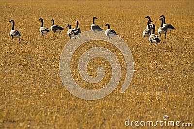Flock of Canadian Geese in harvested field Stock Photo