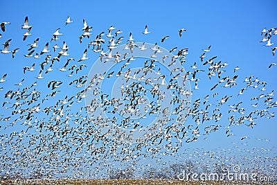 A flock of Canadian winter Geese Stock Photo