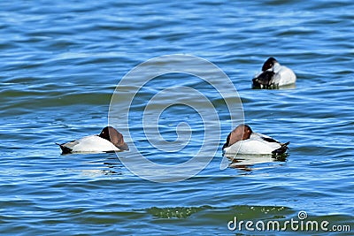 Flock of Canvasback Ducks Stock Photo