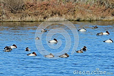 Flock of Canvasback Ducks Stock Photo