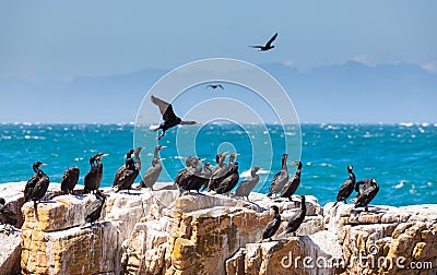 A flock of Cape cormorant aquatic sea birds on the coast of False Bay, Cape Town, South Africa Stock Photo