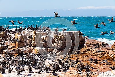 A flock of Cape Cormorant aquatic sea birds taking flight off the coast of Cape Town Stock Photo