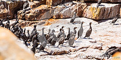 A flock of Cape cormorant aquatic sea birds on the coast of False Bay, Cape Town, South Africa Stock Photo