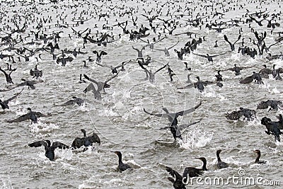 Flock of Cape Cormorants Stock Photo