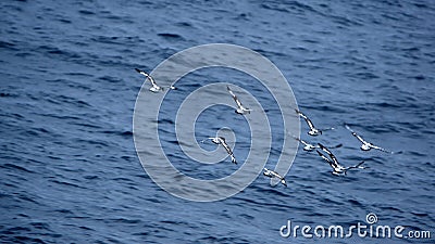 Flock of Cape petrels in Antarctica Stock Photo