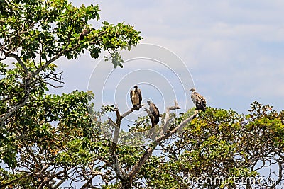 Flock of Cape vultures or Cape griffon Gyps coprotheres, also known as Kolbe`s vultures sitting on a tree in Serengeti Stock Photo