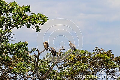 Flock of Cape vultures or Cape griffon (Gyps coprotheres), also known as Kolbe's vultures sitting on a tree Stock Photo