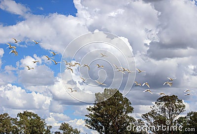 Flock of cattle egrerts flying in the sky Stock Photo