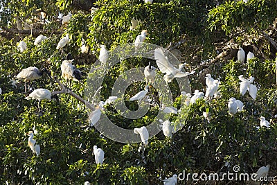 Flock of cattle egret and sacred ibis in tree Stock Photo