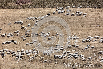 Flock of cattle near Segesta Stock Photo