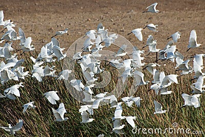 Flock of Catttle Egret Stock Photo