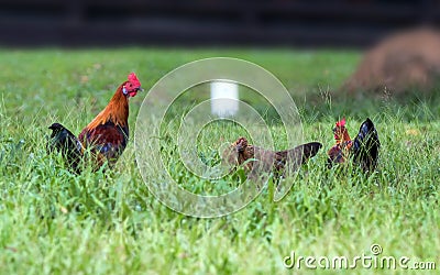 Flock of chickens in the morning 04 Stock Photo