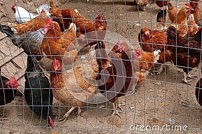 Flock of chickens and roosters Stock Photo