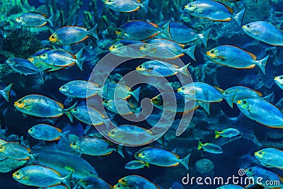 A flock of coral fish under water. Tropical colored fish Stock Photo