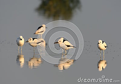 A flock of Crab plovers Stock Photo