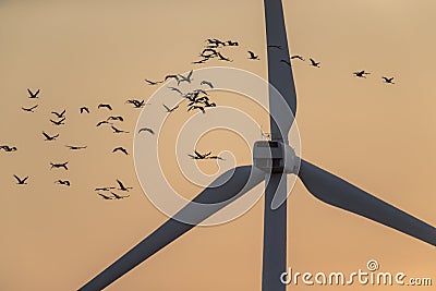 Flock of Cranes fly in sunrise colored sky near the wind turbine Stock Photo