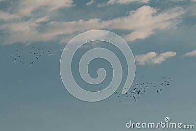 Flock of crows Birds Flying in Sky Stock Photo