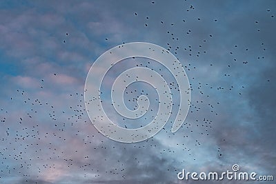 Flock of crows flying in a cloudy sky in the evening in Toten, Norway Stock Photo