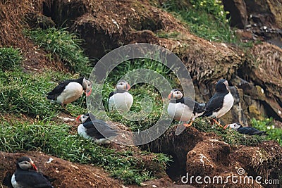 Flock of Atlantic puffin bird living on the cliff by coastline in north atlantic ocean during summer at Borgarfjardarhofn Stock Photo