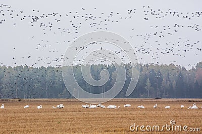 A flock of Cygnus cygnus -Whooper Swan on a field at forest background and flock of barnacle gooses -Branta leucopsis flying above Stock Photo