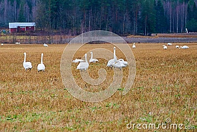 A Flock of Cygnus cygnus Whooper Swan on a field. Stock Photo