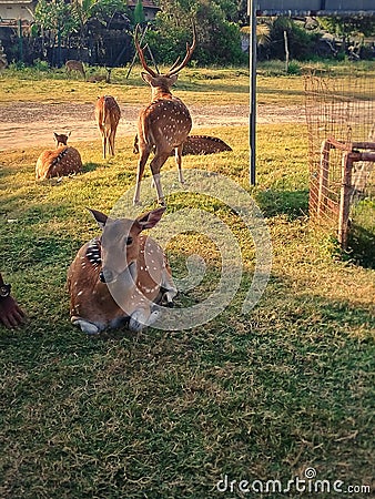 Flock of deer Stock Photo