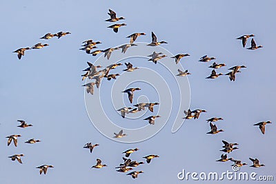 Flock of different species of duck Stock Photo