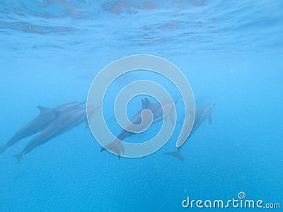 Flock of dolphins playing in the blue water near Mafushi island, Maldives Stock Photo