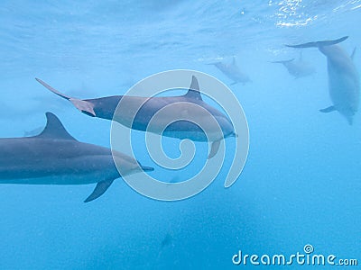 Flock of dolphins playing in the blue water near Mafushi island, Maldives Stock Photo