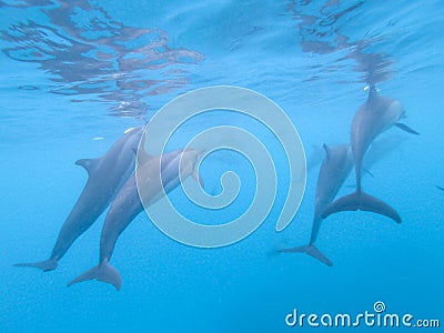 Flock of dolphins playing in the blue water near Mafushi island, Maldives Stock Photo