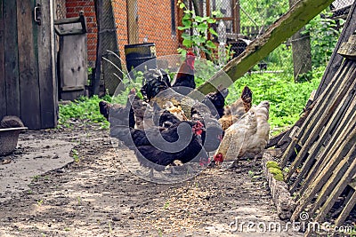 A flock of domestic adult hens eat grain from the ground in the courtyard of a rural house. The concept of growing poultry on the Stock Photo
