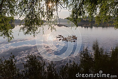 Flock of domestic ducks on morning pond under willows branches Stock Photo