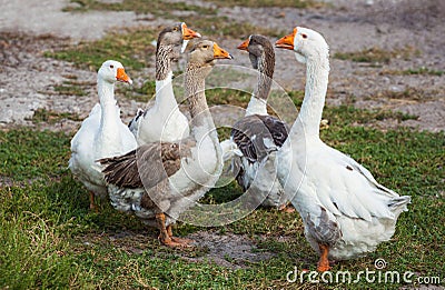 Flock of domestic geese walks and grazes in the corral for the animals and birds Farm. aviculture. Stock Photo