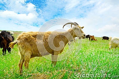 Flock domestic goats Stock Photo