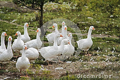 The flock Stock Photo