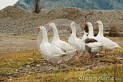 Flock of domestic white geese grazing in the meadow Stock Photo