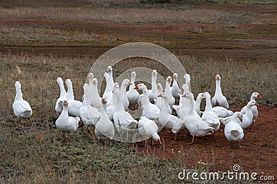 A flock of domestic or wild white geese on the autumn grass in the yard. Domestic bird. Bird breeding Stock Photo