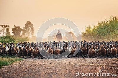 Flock of ducks with agriculturist herding on dirt road Stock Photo