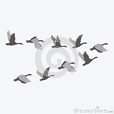 A flock of ducks. A cartoon flock of birds. Vector illustration of flying birds. Drawing for children. Vector Illustration