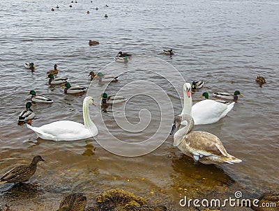 A flock of ducks and a family of swans on the river bank Stock Photo