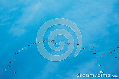 Flock Of Ducks Flying In Sunny Blue Spring Sky During Their Migration In Belarus, Russia Stock Photo