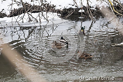 Flock ducks on frozen pond in snowy park. wintering ducks. Stock Photo