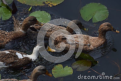 Flock of ducks Stock Photo