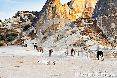 Flock of ducks and horses on cave houses background. Goreme. Cappadocia. Turkey Stock Photo