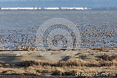 Flock of ducks Stock Photo