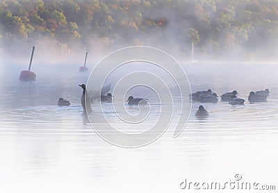 Flock of ducks in misty, dreamlike waters early dawn. Colorful autumn forest in background. Stock Photo